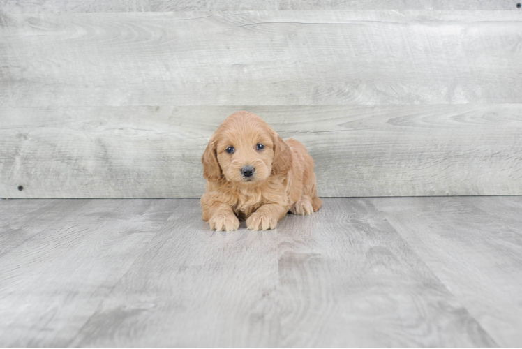 Funny Mini Goldendoodle Poodle Mix Pup