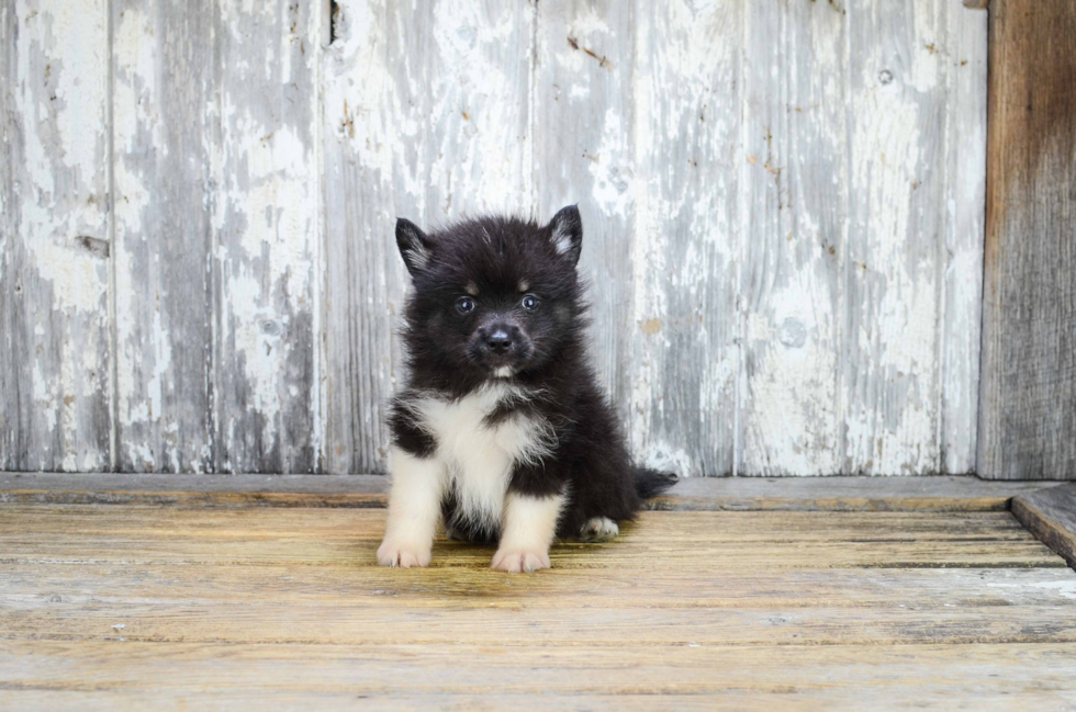 Cute Pomsky Baby