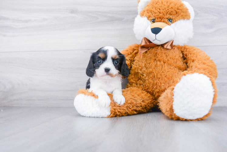 Smart Cavalier King Charles Spaniel Purebred Puppy