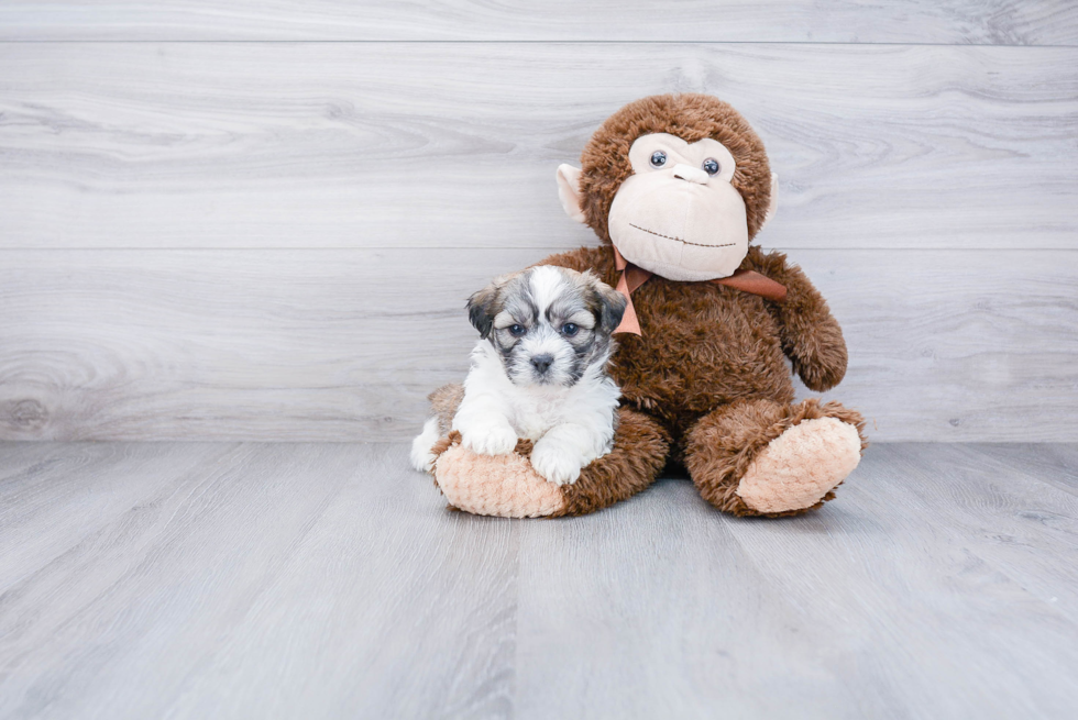 Little Shichon Designer Puppy