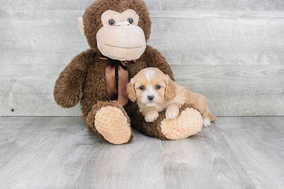 Adorable Cavoodle Poodle Mix Puppy