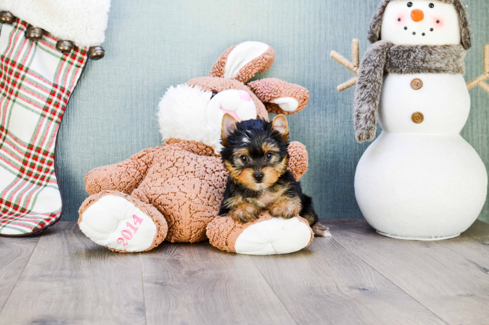 Meet Trigger - our Yorkshire Terrier Puppy Photo 