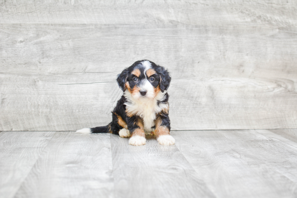 Cute Mini Bernedoodle Baby