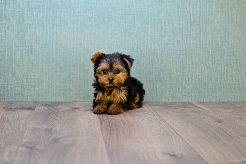 Meet Nugget - our Yorkshire Terrier Puppy Photo 