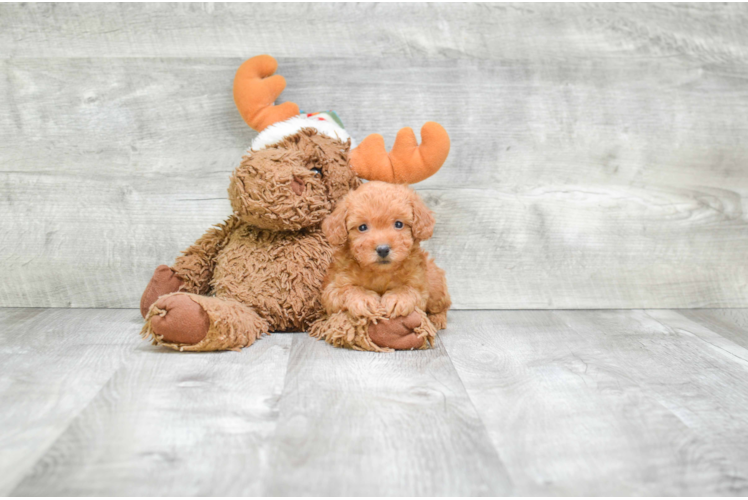 Playful Yorkie Doodle Poodle Mix Puppy