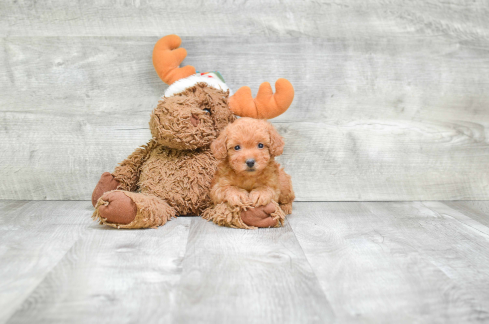 Playful Yorkie Doodle Poodle Mix Puppy