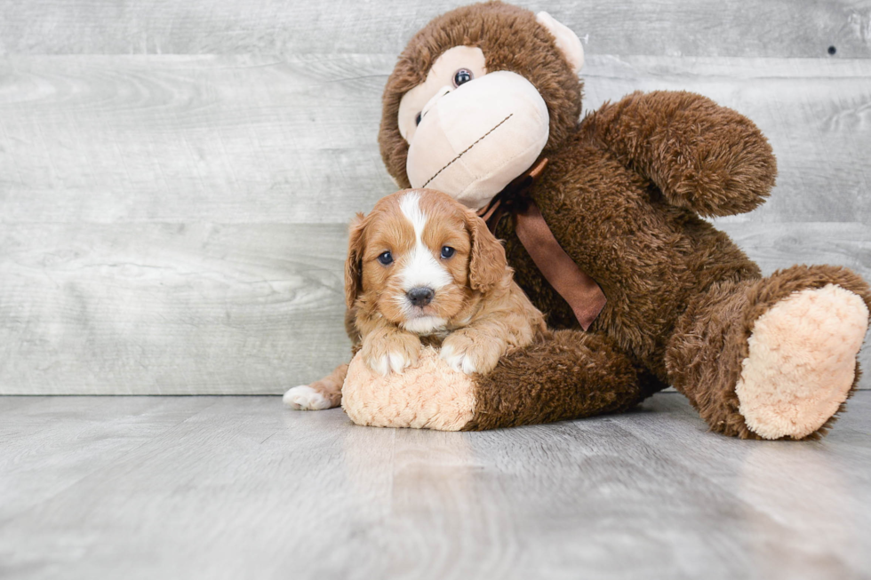 Cute Cavapoo Baby