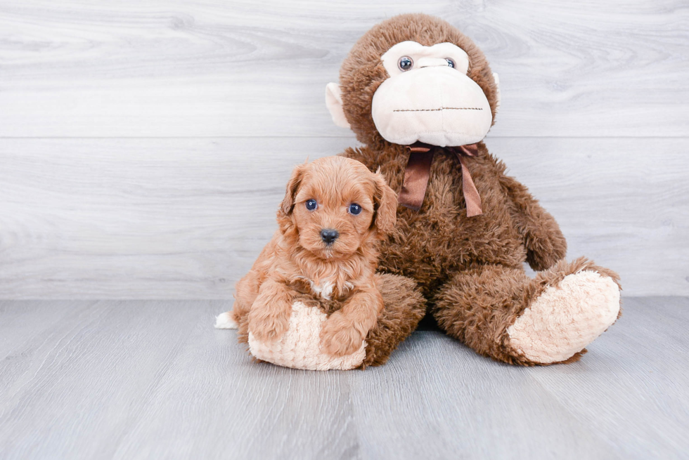 Petite Cavapoo Poodle Mix Pup