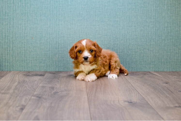 Funny Cavapoo Poodle Mix Pup