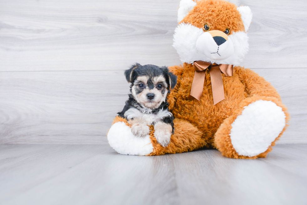 Hypoallergenic Yorkie Designer Puppy