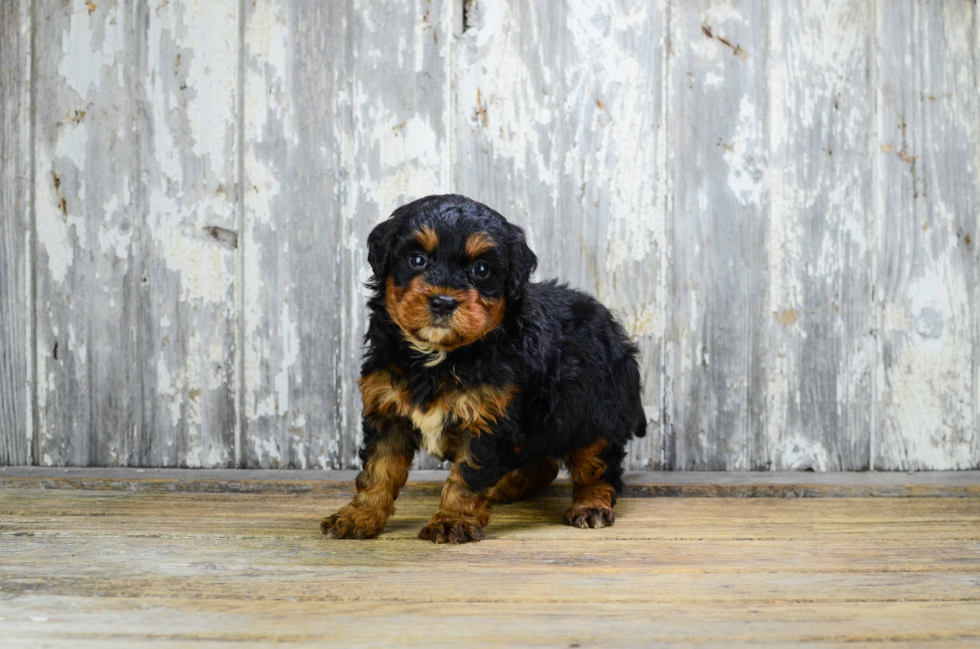 Mini Bernedoodle Pup Being Cute