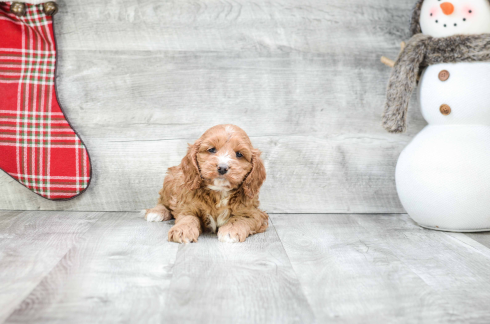 Best Cockapoo Baby