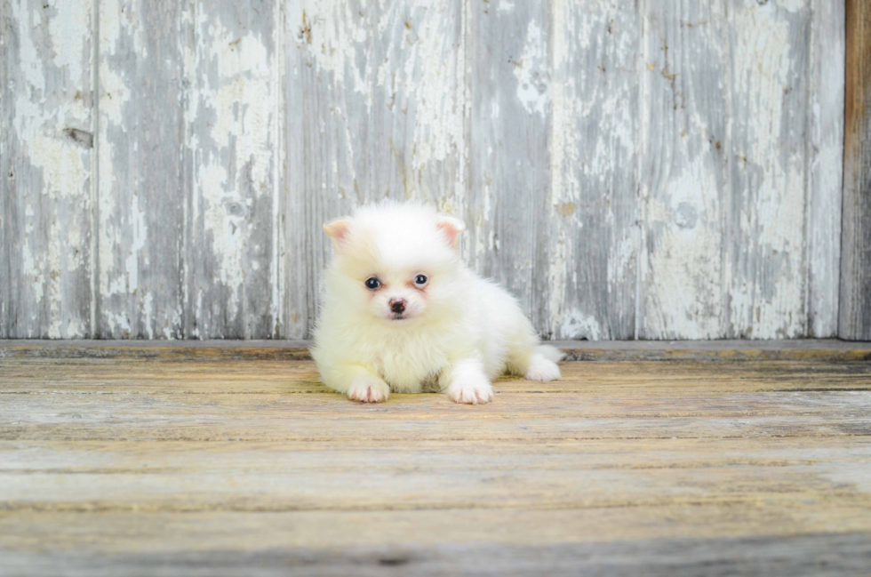 Hypoallergenic Pomeranian Purebred Pup