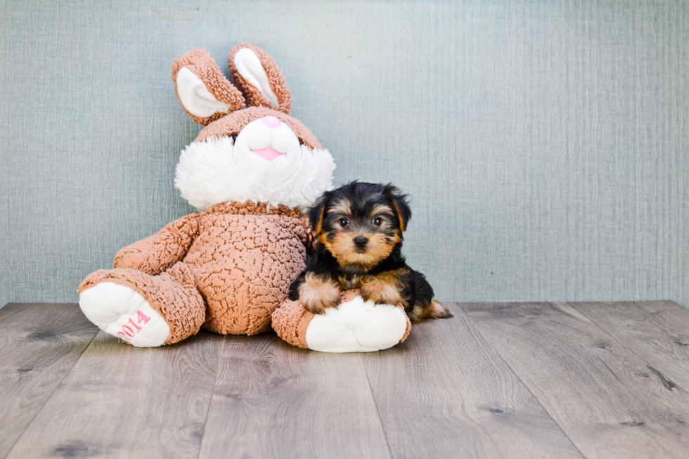 Meet Izzie - our Yorkshire Terrier Puppy Photo 