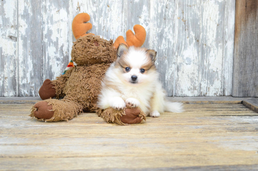 Energetic Pomeranian Purebred Puppy