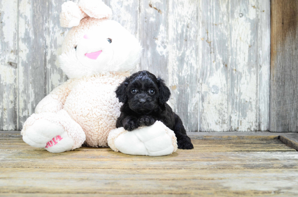 Friendly Cavapoo Baby