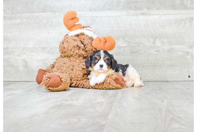 Akc Registered Cavalier King Charles Spaniel Baby