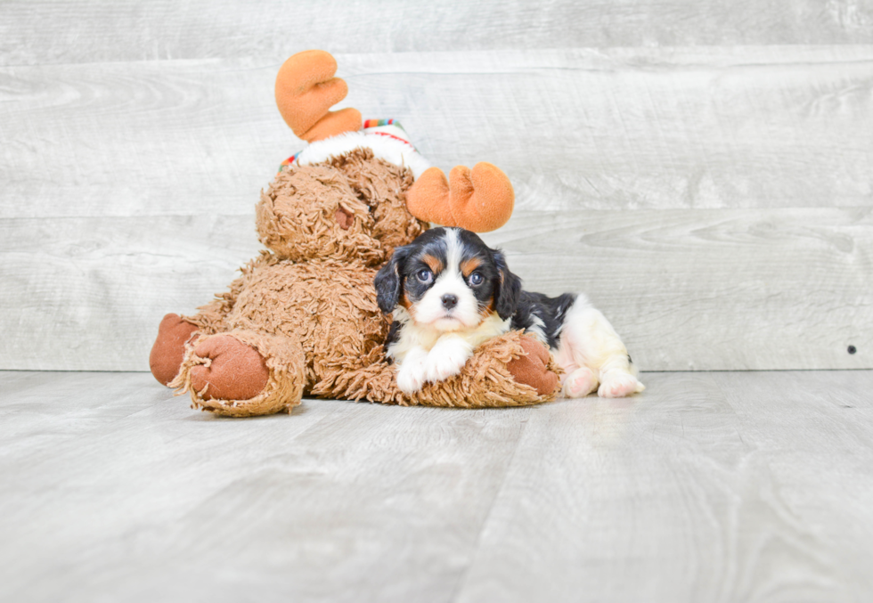 Akc Registered Cavalier King Charles Spaniel Baby