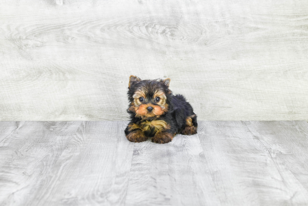 Meet Giselle - our Yorkshire Terrier Puppy Photo 