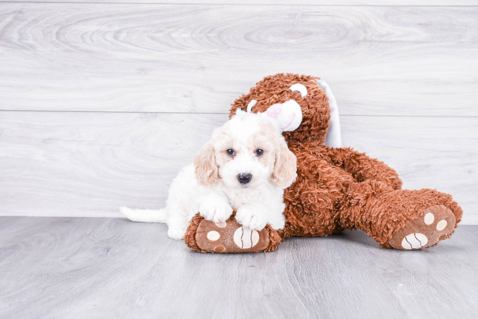 Small Mini Goldendoodle Baby