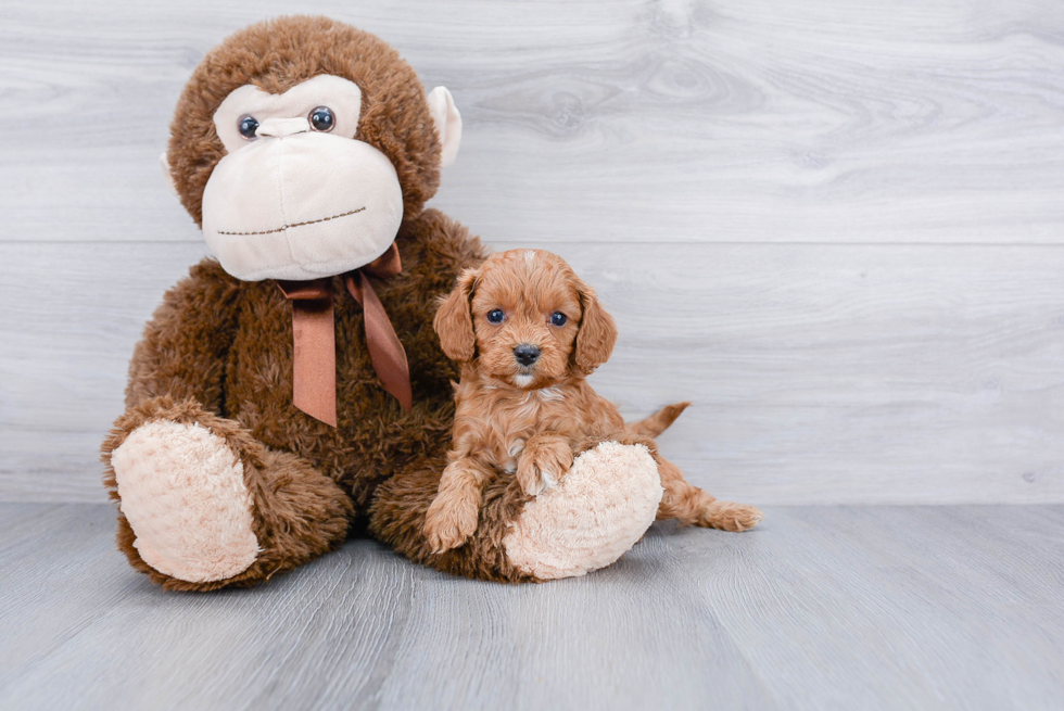 Petite Cavapoo Poodle Mix Pup