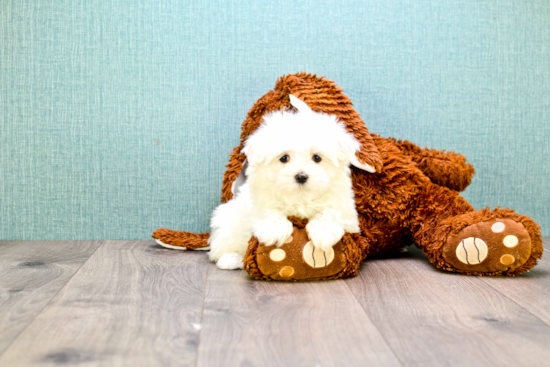 Popular Maltese Baby