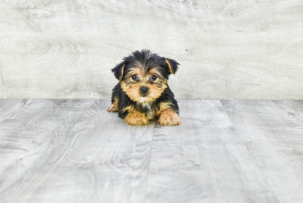 Meet Jeremy - our Yorkshire Terrier Puppy Photo 