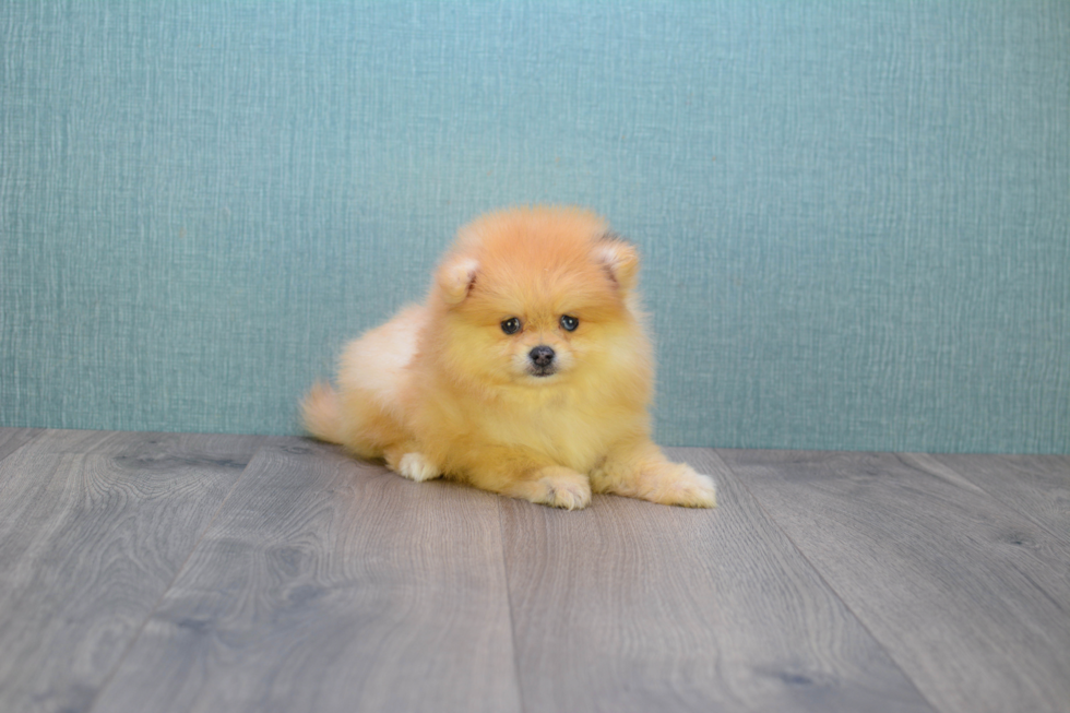 Pomeranian Puppy for Adoption