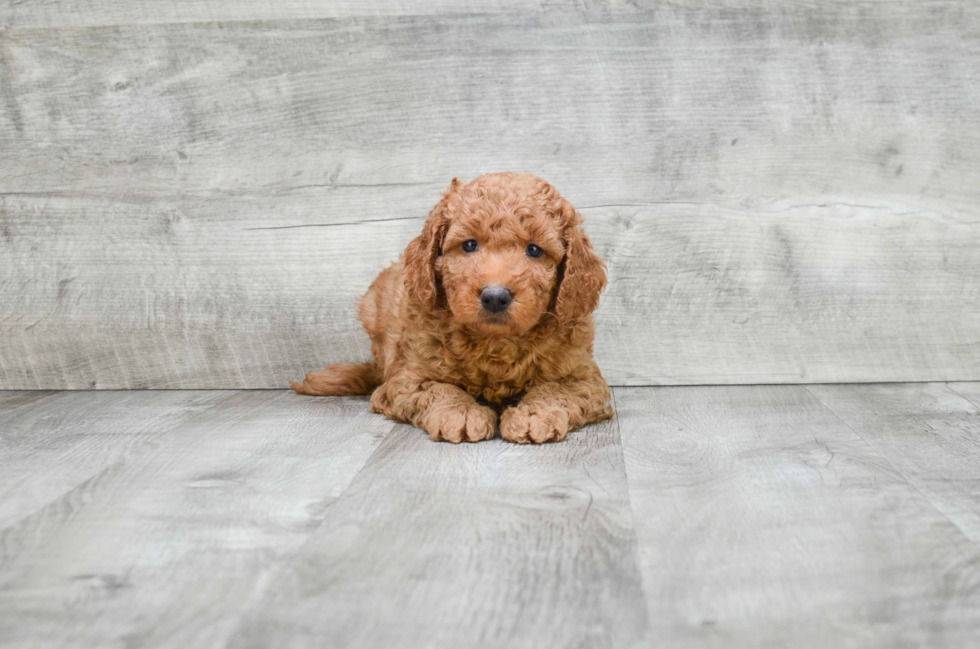 Happy Mini Goldendoodle Baby