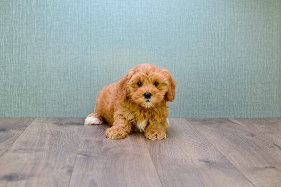 Energetic Cavoodle Poodle Mix Puppy