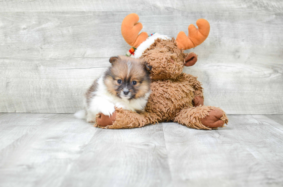 Pomeranian Pup Being Cute