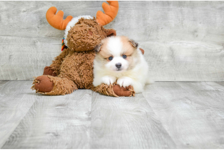 Little Pomeranian Purebred Pup