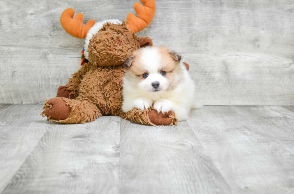 Little Pomeranian Purebred Pup