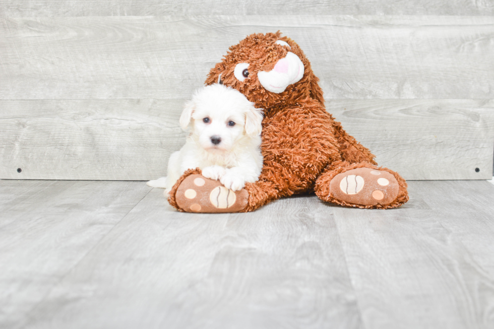 Havanese Puppy for Adoption