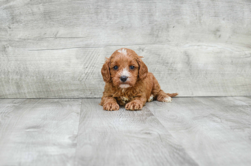 Cavapoo Puppy for Adoption