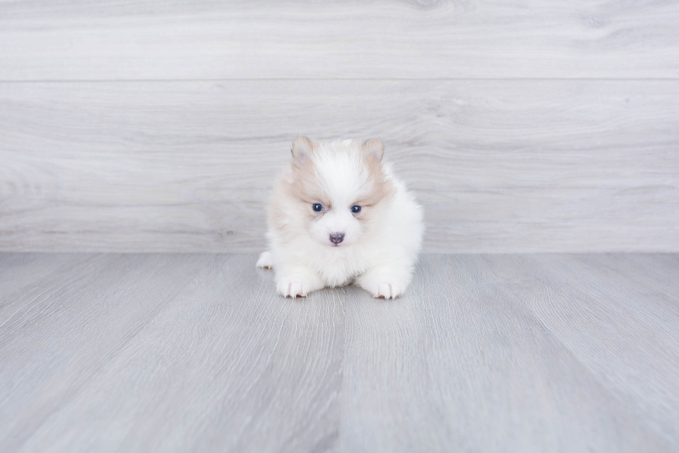 Pomeranian Pup Being Cute