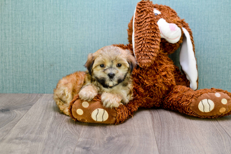 Teddy Bear Puppy for Adoption