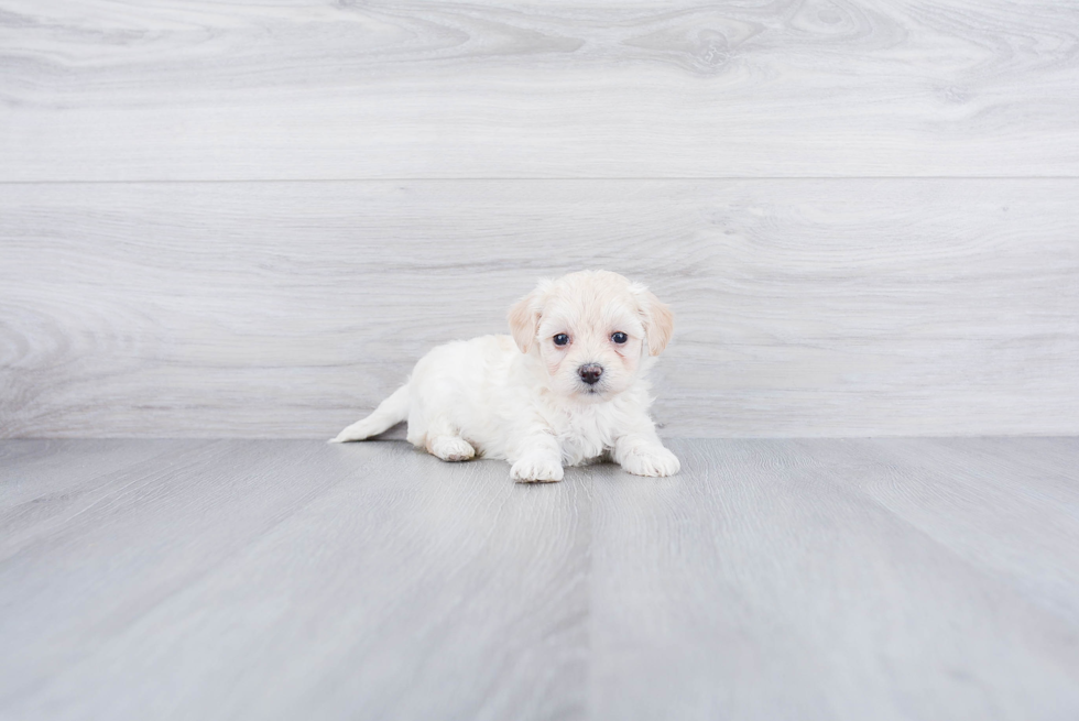 Best Maltipoo Baby