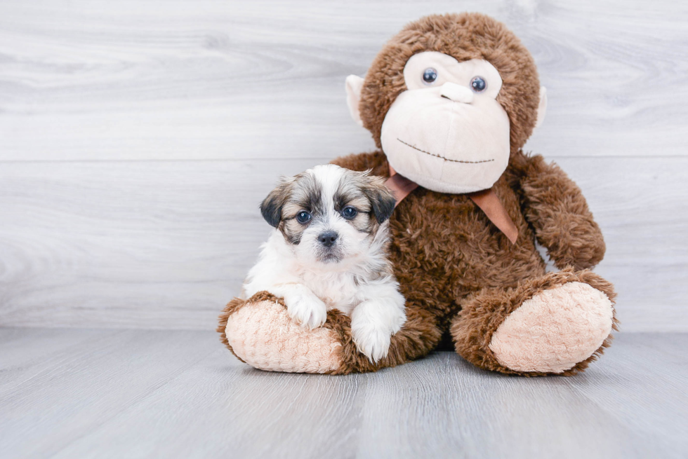 Teddy Bear Pup Being Cute