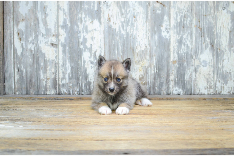 Best Pomsky Baby