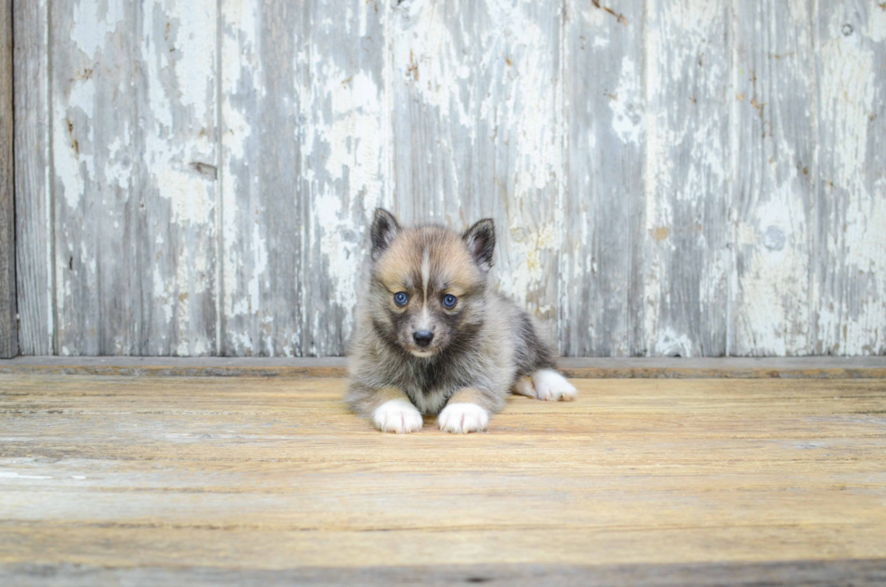 Best Pomsky Baby