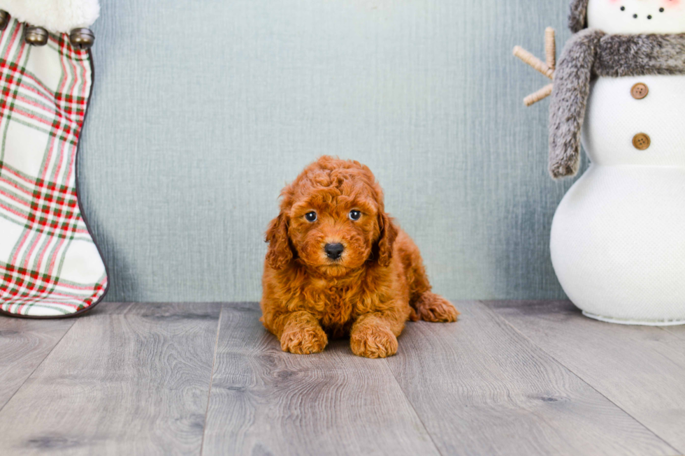 Happy Mini Goldendoodle Baby