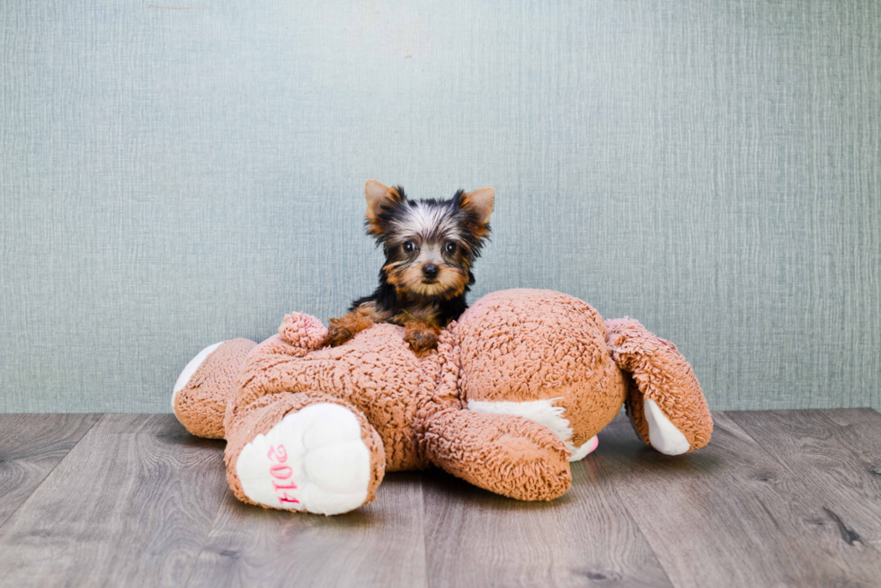 Meet Nugget - our Yorkshire Terrier Puppy Photo 