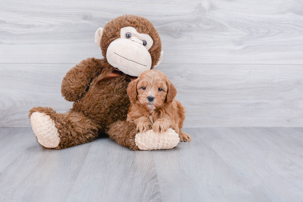 Adorable Golden Retriever Poodle Mix Puppy