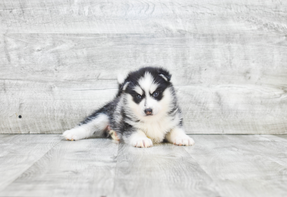 Small Pomsky Baby