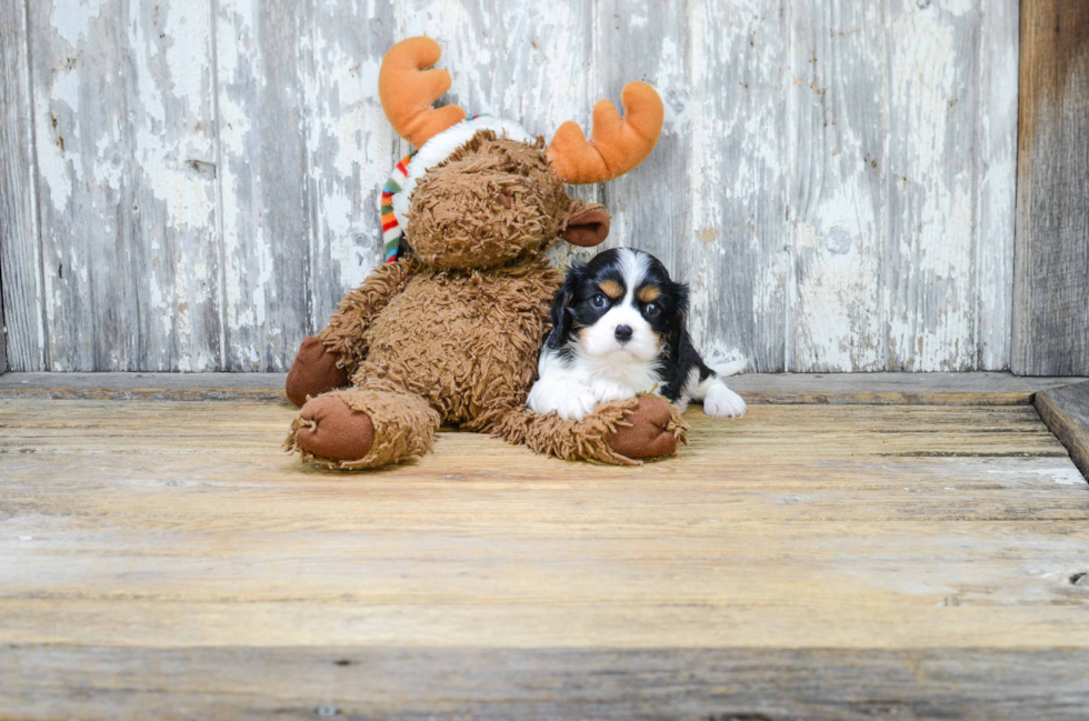 Best Cavalier King Charles Spaniel Baby