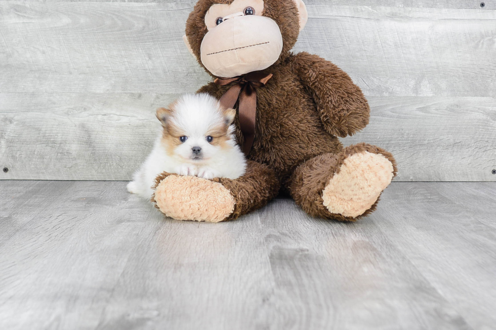 Sweet Pomeranian Purebred Puppy