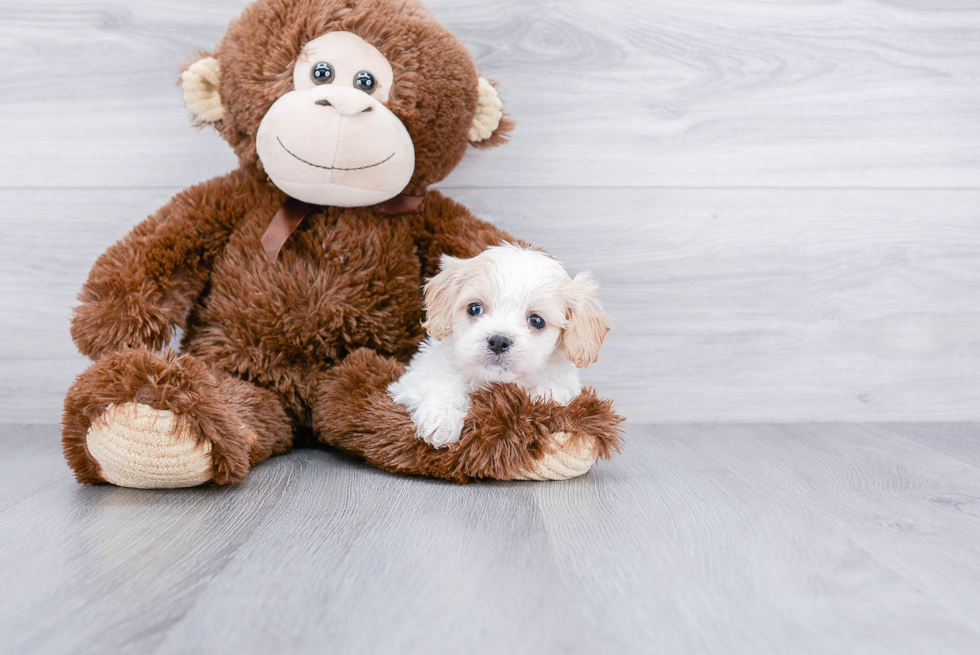 Cavachon Pup Being Cute