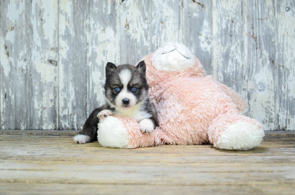 Popular Pomsky Designer Pup