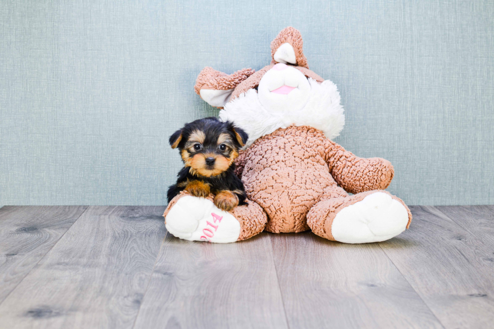 Meet Timmy - our Yorkshire Terrier Puppy Photo 